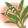 沖縄ハーブ「月桃」で　子どもと一緒に楽しむナチュラルライフ